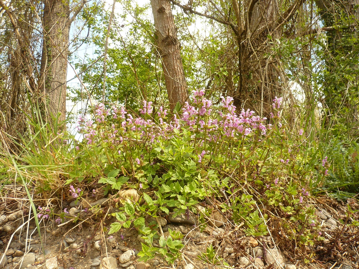 Lamium maculatum (Lamiaceae)